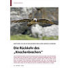 BARTGEIER SOLLEN IN DEN BAYER ISCHEN ALPEN HEIMISCH WERDEN: RCKKEHR DES KNOCHENBRECHERS