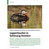 LAPPENTAUCHER IN SCHLESWIG- HOLSTEIN