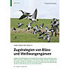 GANS GENAU PER SATELLIT: ZUGSTRATEGIEN VON BLSS- UND WEISSWANGENGNSEN