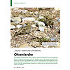 SALZIGE SAMEN UND LUXUSNESTE R: OHRENLERCHE