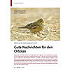 ERFOLGE IM SINGVOGELSCHUTZ: GU TE NACHRICHTEN FR DEN ORTOLAN