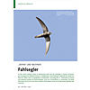 SKIFAN UND NESTPIRAT: FAHLSEGLER