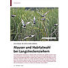 ZUGVGEL IM SDLICHEN AFRIKA: MAUSER UND HABITATWAHL BEI LANGSTRECKENZIEHERN