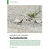 WEISSER BAUCH UND KEGELNESTER: KURZZEHENLERCHE