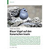 FINKEN UND MEISEN: BLAUE VGEL AUF DEN KANARISCHEN INSELN