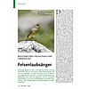 BEWOHNER EINES UNGEWHNLICHEN LEBENSRAUMS: FELSENLAUBSNGER