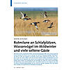 WINTER 2019/2020: ROTMILANE AN SCHLAFPLTZEN, WASSERVGEL IM MILDWINTER UND SELTENE GSTE