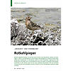 ZIEGELROT UND STIMMBEGABT: ROTKEHLPIEPER