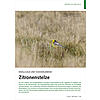 KNALLGELB UND WASSERLIEBEND: ZITRONENSTELZE
