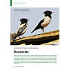 FEDERSCHOPF UND SOZIALGESANG: ROSENSTAR