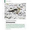 BODENSPALTEN UND SEGLERRUFE: SCHNEEAMMER