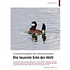 SCHWARZKOPFRUDERENTE TRIFFT WEISSKOPFRUDERENTE: DIE TEUER STE ENTE DER WELT