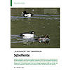 KLINGELKNOPF UND TURMSPRINGER: SCHELLENTE