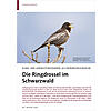 KLIMA- UND LANDNUTZUNGSWANDEL ALS GEFHRDUNGSURSACHE: DIE RINGDROSSEL IM SCHWARZWALD