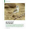 SAND UND HEUSCHRECKEN: BRACH PIEPER