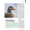 ZISCHEN UND HECHELN: SOMMER GNSE