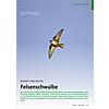 RASANT UND SELTEN: FELSENSCHWA LBE