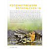 FOTOGALERIE FOTOWETTBEWERB ROTKEHLCHEN IN PARK UND GARTEN