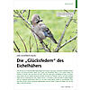 DAS SCHNSTE BLAU: DIE GLCKS FEDERN DES EICHELHHERS