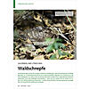 QUORREN UND STREICHEN: WALDSCH NEPFE