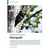 WEICHHOLZ UND BLATTLUSE: KLEINSPECHT