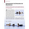 SCHWIMMENTEN ALS SCHMAROTZER BEI BLSSHHNERN