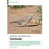 FARBENPRACHT UND ACKERWILD KUTER: TURTELTAUBE
