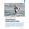 SELTENE HOCHSEEVGEL GANZ NAH: SEAWATCHING AN NIEDERSACHSENS KSTE