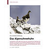 EINE MYSTISCHE ERSCHEINUNG: DAS ALPENSCHNEEHUHN