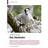 EIN PHANTOM DER ALPEN: DAS STEINHUHN