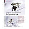 EIN GEBIRGSSPEZIALIST, DEN ES NUR SELTEN INS TAL VERSCHLGT: DER SCHNEESPERLING
