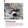 IM GEBIRGE DAHEIM: DER MAUER LUFER