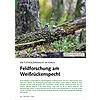 EIN TOTHOLZSPEZIALIST IM FOKUS FELDFORSCHUNG AM WEISSRCKEN SPECHT
