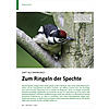SAFT ALS NAHRUNG? ZUM RINGELN DER SPECHTE