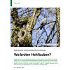 BEIM FEHLEN VON SCHWARZSPECHT HHLEN: WO BRTEN HOHLTAUBEN?
