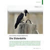 EIN SCHWARZ-WEISSER RABENVOGEL DIE ELSTERDOHLE
