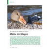 EIN AUSFLUG INS INNERE DES VOGELS STEINE IM MAGEN