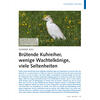 VOGELWELT AKTUELL SOMMER 2023 BRTENDE KUHREIHER, WENIGE WAC HTELKNIGE, VIELE SELTENHEITEN