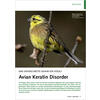 EINE UNTERSCHTZTE GEFAHR FR VGEL AVIAN KREATIN DISORDER