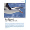 RHRENNASEN UND PINGUINE AUF NEW ISLAND DER DIAMANT DER FALKLANDINSELN