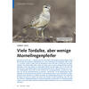 VOGELWELT AKTUELL HERBST 2023 VIELE TORDALKE, ABER WENIGE MORNELLREGENPFEIFER