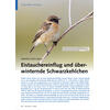 WINTER 2023/2024 EISTAUCHEREIN FLUG UND BERWINTERNDE SCHWARZ KEHLCHEN
