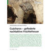 UNGEWHNLICHE NACHTVGEL GUACHAROS GEFIEDERTE NACHT AKTIVE FRCHTEFRESSER