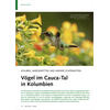 KOLIBRIS, AMEISENPITTAS UND AN ANDERE SCHNHEITEN VGEL IM CAUCA-TAL IN KOLUMBIEN