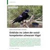 BEZIEHUNGSRATGEBER CORVIDEN EINBLICKE INS LEBEN DER SOZIAL KOMPETENTEN SCHWARZEN VGEL