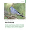 TENERIFFAS BLAUES JUWEL DER TEIDEFINK