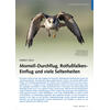 VOGELWELT AKTUELL HERBST 2024 MORNELL-DURCHFLUG, ROTFUSS FALKEN-EINFLUG UND VIELE