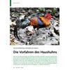 DIE SCHNSTEN HHNER IM WALD DIE VORFAHREN DES HAUSHUHNS