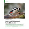 MEISTER UND GESELLE BUNT- UND MITTELSPECHT BEIM SCHMIEDEN