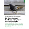 VOGEL DES JAHRES HAUROTSCHWANZ MEISTER DER ÖKOLOGISCHEN AN PASSUNGSFÄHIGKEIT